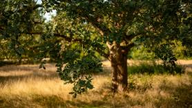 Planta un árbol y años después debe pagar más de 4.000 euros por talarlo de su jardín