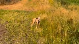 Un perro se queda en shock al volver al traumático lugar donde sufrió un fuerte ataque del que sobrevivió de forma milagrosa