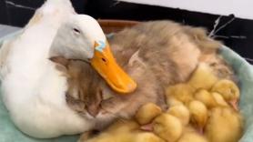 La extraña pareja de un gato y un pato deja unas imágenes que enamora a las redes