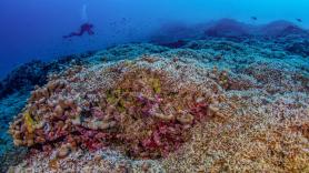 Un grupo de científicos encuentra la mayor colonia de coral del planeta