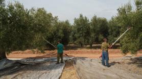 Grecia tira la toalla con el aceite de oliva y suplica ayuda a España