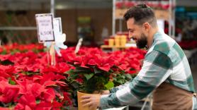 Las tres claves a seguir para cuidar la flor de pascua antes y después de Navidad