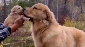 Un Golden Retriever que acaba de ser papá conoce a su hijo por primera vez