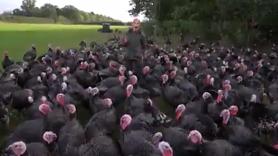 El surrealista momento en el que una reportera hace una conexión rodeada de pavos y no puede dejar de reír