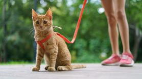 Un veterinario desmonta uno de los mitos más extendidos sobre los gatos