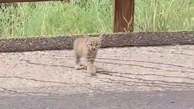 Encuentra un pequeño lince solo en un camino y la decisión de adoptarlo le cambia la vida