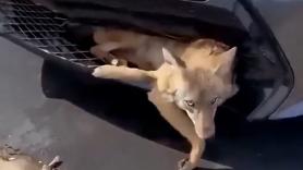 Una familia rescata a un coyote que había quedado paralítico tras ser atropellado y consigue curarle