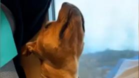 Una cachorra viajera mira hacia arriba en un tren y lo que se encuentra la deja totalmente inmóvil