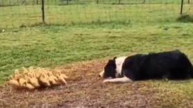 Este Border Collie guiando a una bandada de patitos ya es una de las imágenes más tiernas de internet