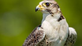 Un pueblo suelta una bandada de aves rapaces para fulminar la temida plaga española