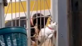 Un perro ayuda a un gato a atravesar una valla y hay unanimidad entre todos los que ven el vídeo: "A veces solo necesitas un pequeño empujón"