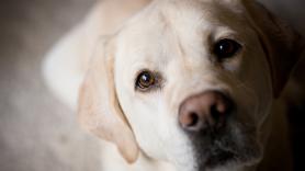 Los expertos descubren qué le ocurre a tu perro cada vez que le miras directamente a los ojos