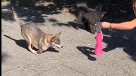 La felicidad de este perro que pudo volver a caminar como los demás, después haber perdido dos de sus patitas