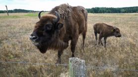 Un grupo de 40 científicos se unen para cerrar las puertas de España al bisonte europeo