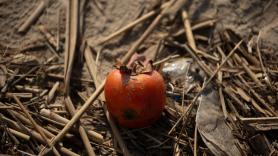 Frenazo en España de la fruta de la longevidad