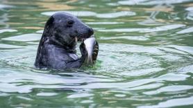 Arranca el plan para encontrar y salvar a la foca estrangulada poco a poco con un hilo de nailon