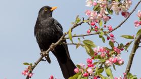 Dura advertencia para todos los que tengan el pájaro con el canto más melódico en su jardines