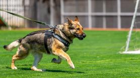 Un perro policía retirado realiza un heroico rescate durante su primer paseo después de una operación