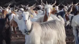 Perros, cabras y pájaros se unen para predecir terremotos y erupciones volcánicas