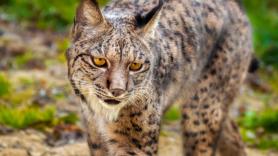 Un nuevo lince ibérico nacido en un pequeño pueblo de Extremadura da aliento a su conservación