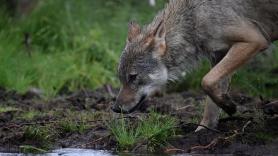 Un estudiante alerta de que un lobo acecha cerca de la escuela y el director toma una decisión drástica