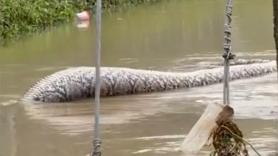 Un monstruo de 6 metros emerge de las calles inundadas tras las lluvias y causa el terror en el lugar