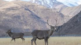 Indignación total por un cazador que moviliza un helicóptero para sacar al ciervo de 200 kilos del monte: "Falta de respeto a la caza tradicional"