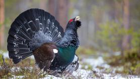 Investigadores quedan asombrados al descubrir la especie que roba los huevos de ave amenazada de muerte en España