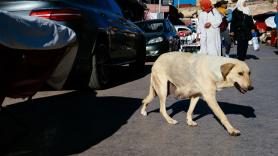 Activan las alarmas por la masacre de millones de perros en Marruecos "en nombre del deporte"