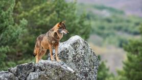 Un experto en grandes carnívoros aconseja qué no hacer bajo ninguna circunstancia si te encuentras con un lobo en los montes españoles