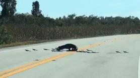 Graban a una familia de cocodrilos cruzando la carretera: "El tráfico en Florida es diferente"