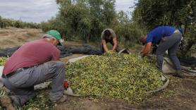 Disparan las previsiones de aceite de oliva