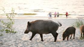 Sorpresa entre extranjeros por los jabalíes que paseaban por una conocida playa española