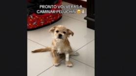 La segunda oportunidad de un perro rescatado tras ser atropellado y hallado al borde de una carretera polvorienta