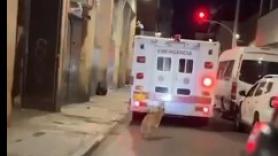 Un perro persigue la ambulancia de su dueño y conquista el corazón de los paramédicos