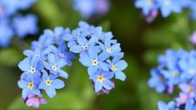 Este es el triste significado oculto en las flores Nomeolvides o Nomemires