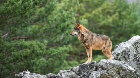 Ataque sin precedentes al lobo español