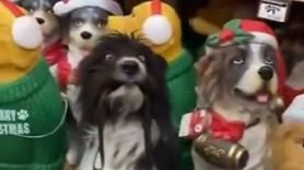 El perrito modelo que pensó que las estatuas navideñas eran la competencia