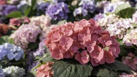 Revelan el gran secreto para que tus hortensias sobrevivan al invierno