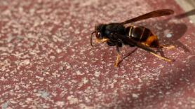 Detectan un peligroso nido de la avispa gigante invasora en esta ciudad española y activan una impactante operación