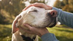 Esta es la edad a la que los perros se vuelven viejos, según un estudio