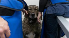 Una guía enseña lo que debes hacer con tus mascotas en caso de ataque nuclear