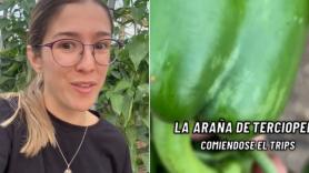 Le entra en el cultivo el bicho devorador de plagas: su apetito infinito esconde un riesgo "pero vale la pena"