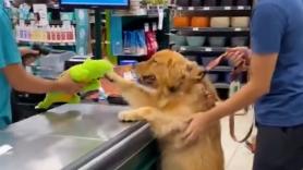 Las ganas de un Golden Retriever por jugar con su nuevo regalo mientras su dueño lo paga en el supermercado