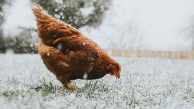 Los trucos para conseguir que las gallinas pongan huevos en el crudo invierno