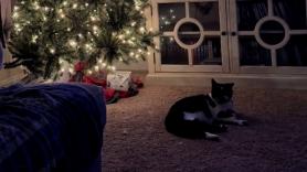 Se relajan con el gato junto al árbol de Navidad hasta que se dan cuenta de que algo no va bien