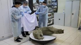 Hallan en Rusia una cría de mamut de 50.000 años en buen estado de conservación