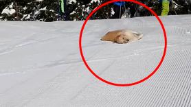 Un Golden Retriever se lanza por una pista de esquí y su cara de satisfacción lo dice todo: "Su sonrisa es contagiosa"