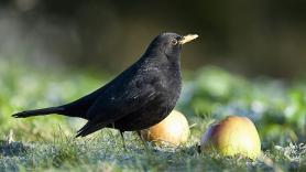 Piden a los jardineros dejar un puñado de pasas este invierno para salvar una de las aves más queridas