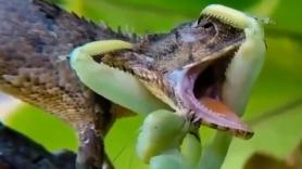 Graban la batalla entre un lagarto y una mantis: no creerás quién gana